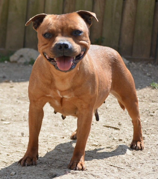 Les Staffordshire Bull Terrier de l'affixe of Skystaff Starbuck