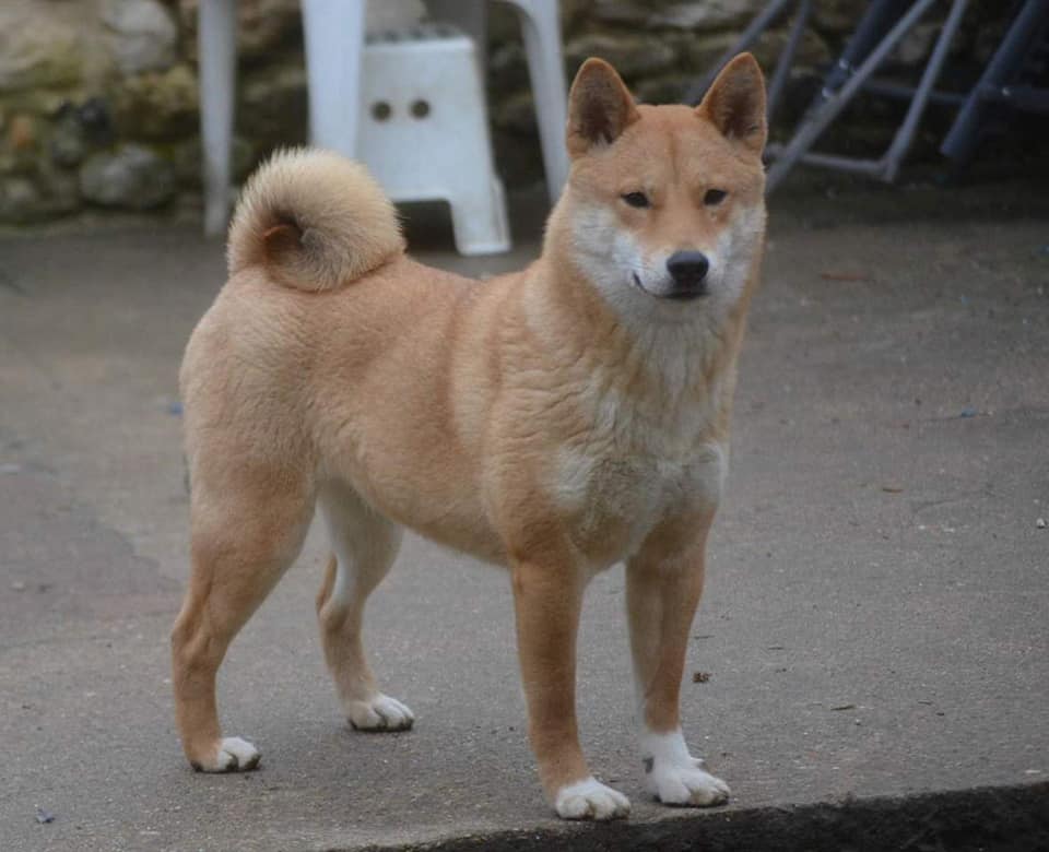 Les Shiba de l'affixe of Skystaff Starbuck