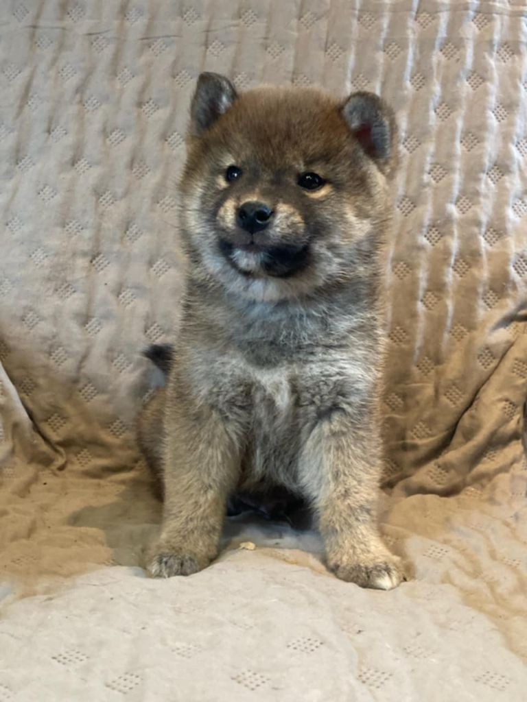 of Skystaff Starbuck - Chiot disponible  - Shiba