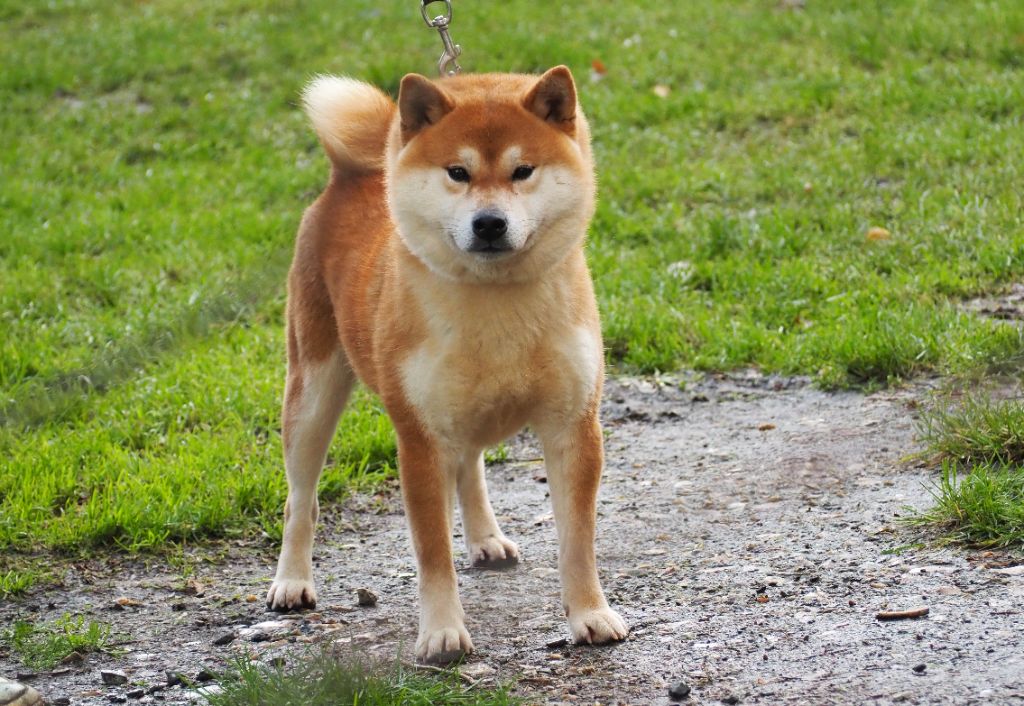 kirey kazoku Koki koroko