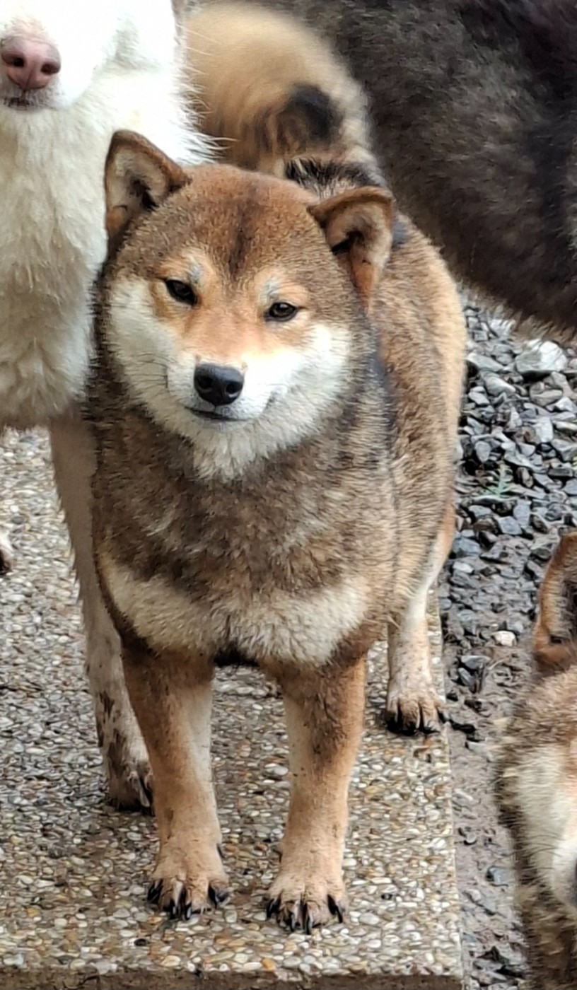 Upsillon Des Brumes de Brocéliande