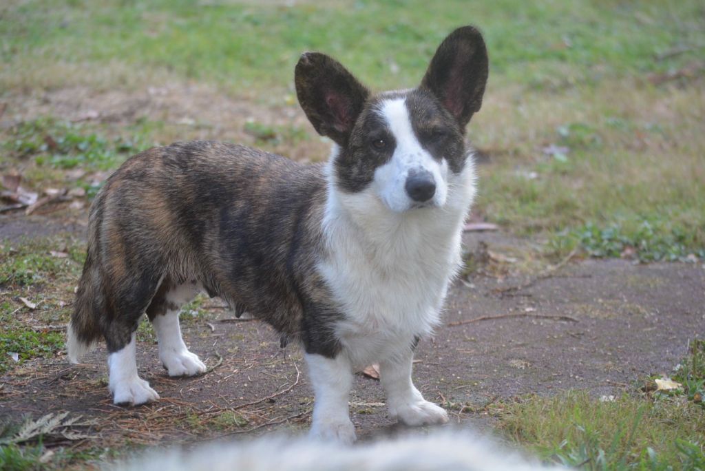 V'poukie Du Clan Des Sel