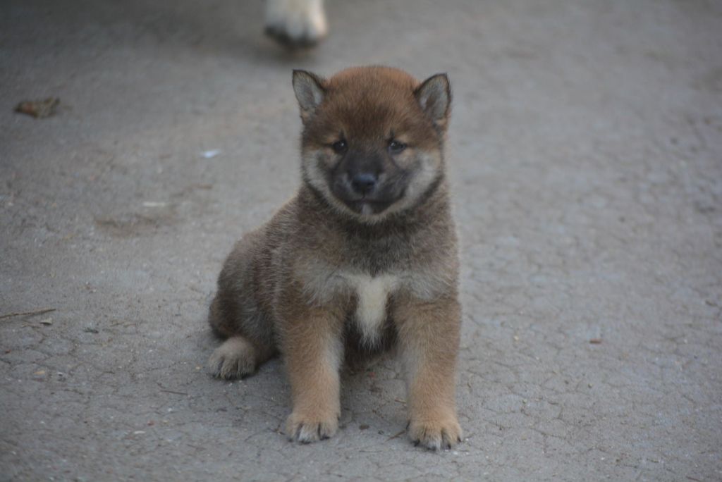 of Skystaff Starbuck - Chiots disponibles - Shiba