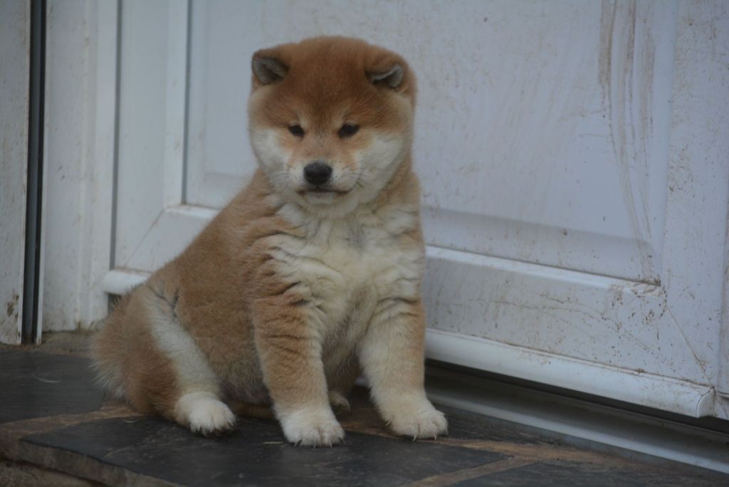 of Skystaff Starbuck - Chiots disponibles - Shiba