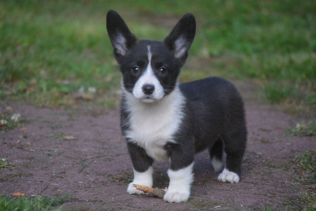 of Skystaff Starbuck - Chiots disponibles - Welsh Corgi Cardigan