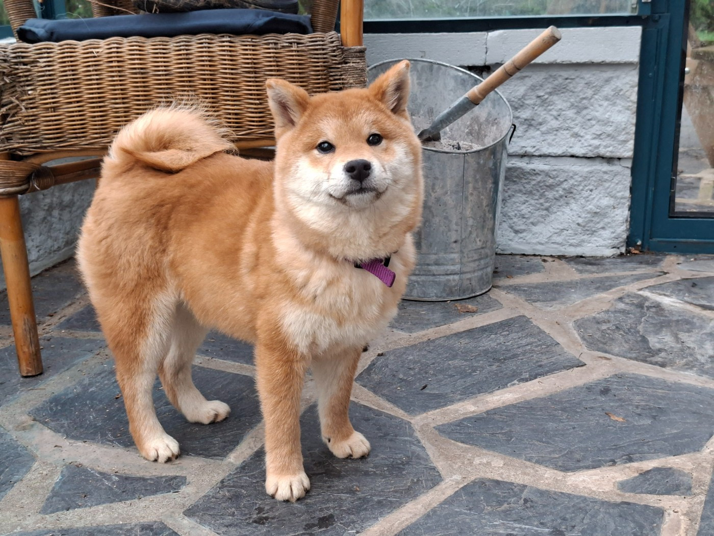 of Skystaff Starbuck - Chiots disponibles - Shiba