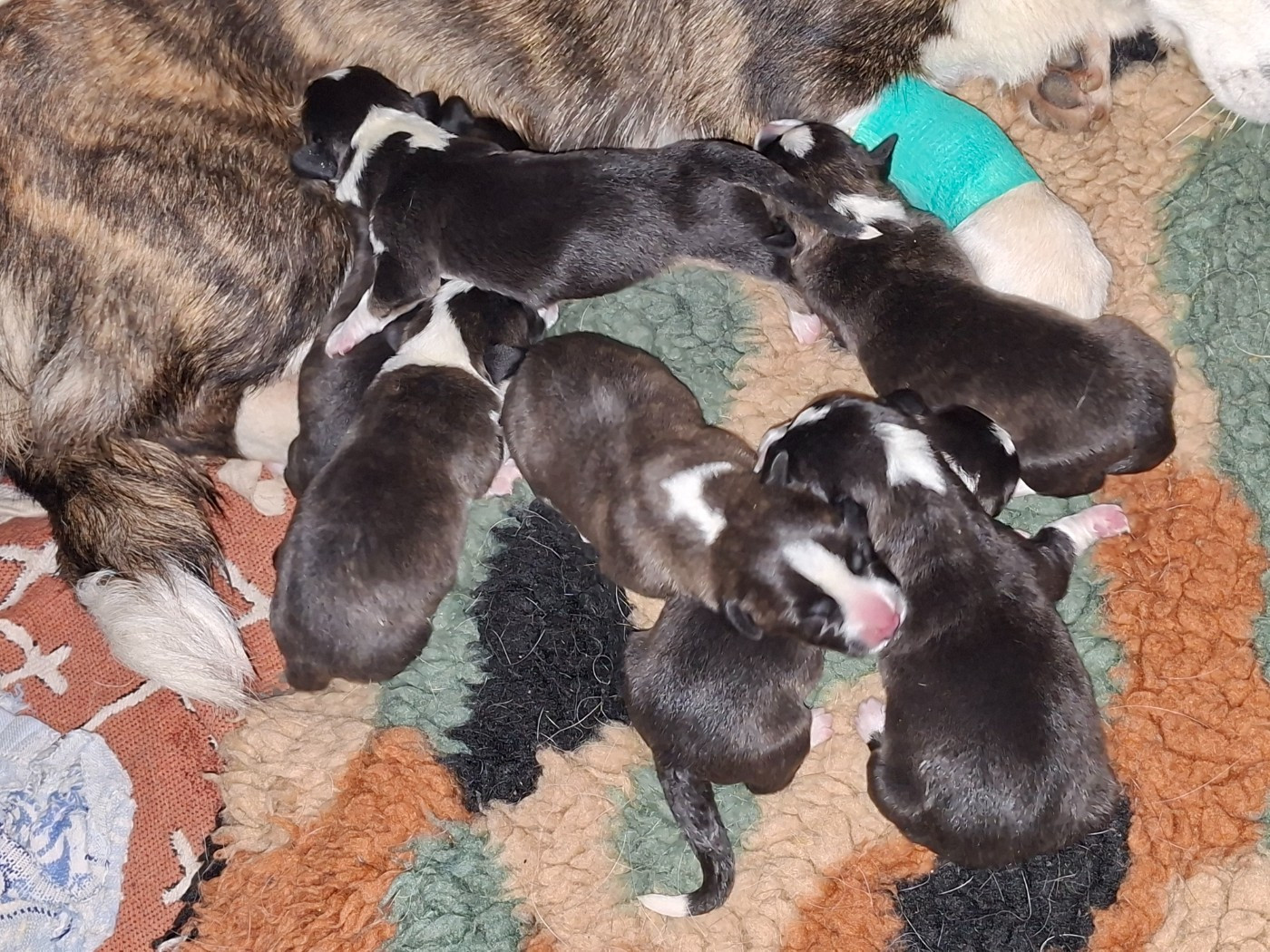 Chiot Welsh Corgi Cardigan of Skystaff Starbuck