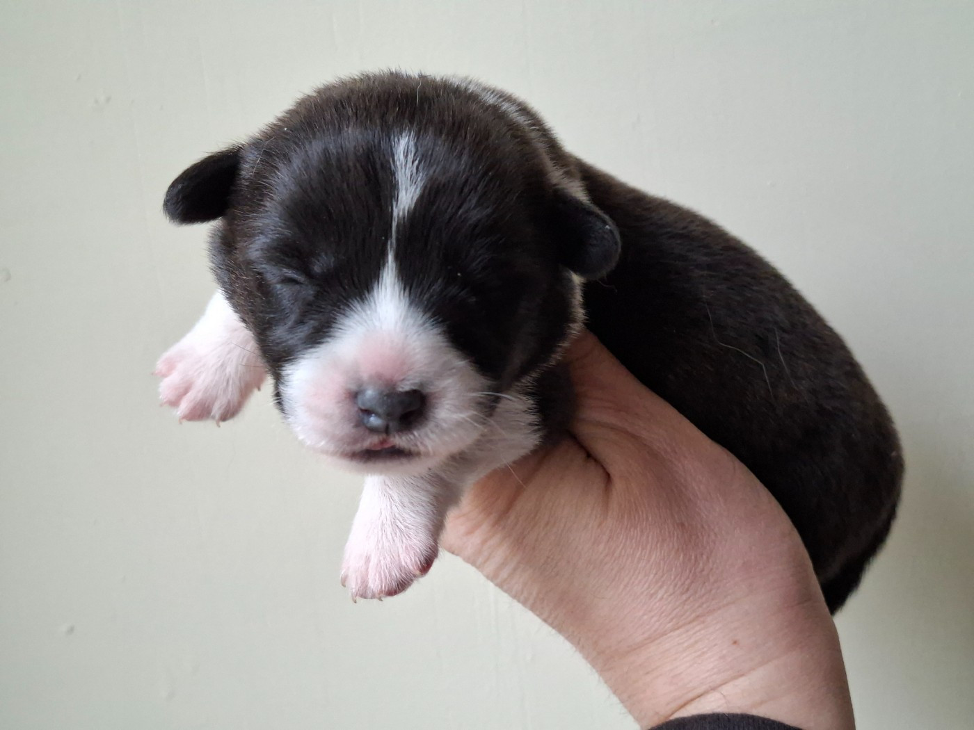 of Skystaff Starbuck - Chiots disponibles - Welsh Corgi Cardigan