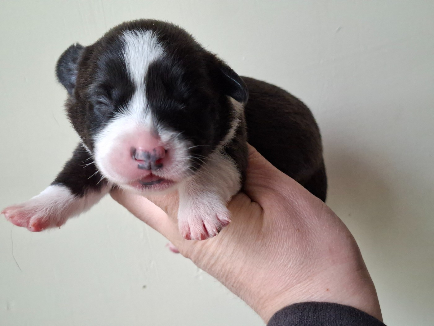 of Skystaff Starbuck - Chiots disponibles - Welsh Corgi Cardigan