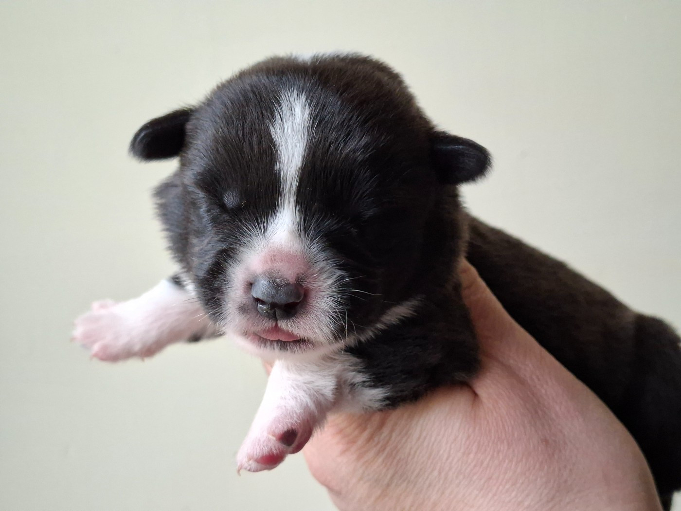 of Skystaff Starbuck - Chiots disponibles - Welsh Corgi Cardigan