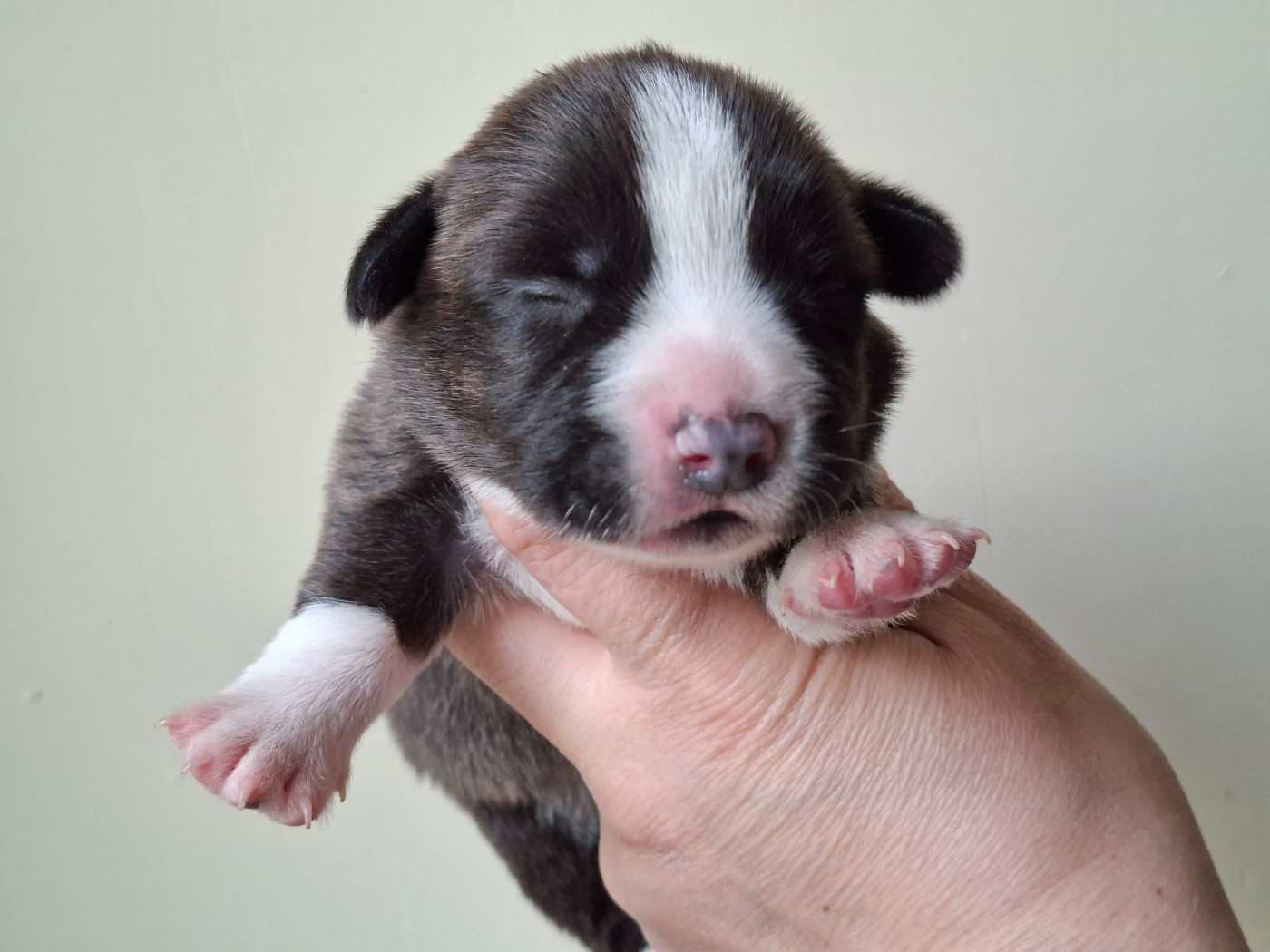 of Skystaff Starbuck - Chiots disponibles - Welsh Corgi Cardigan