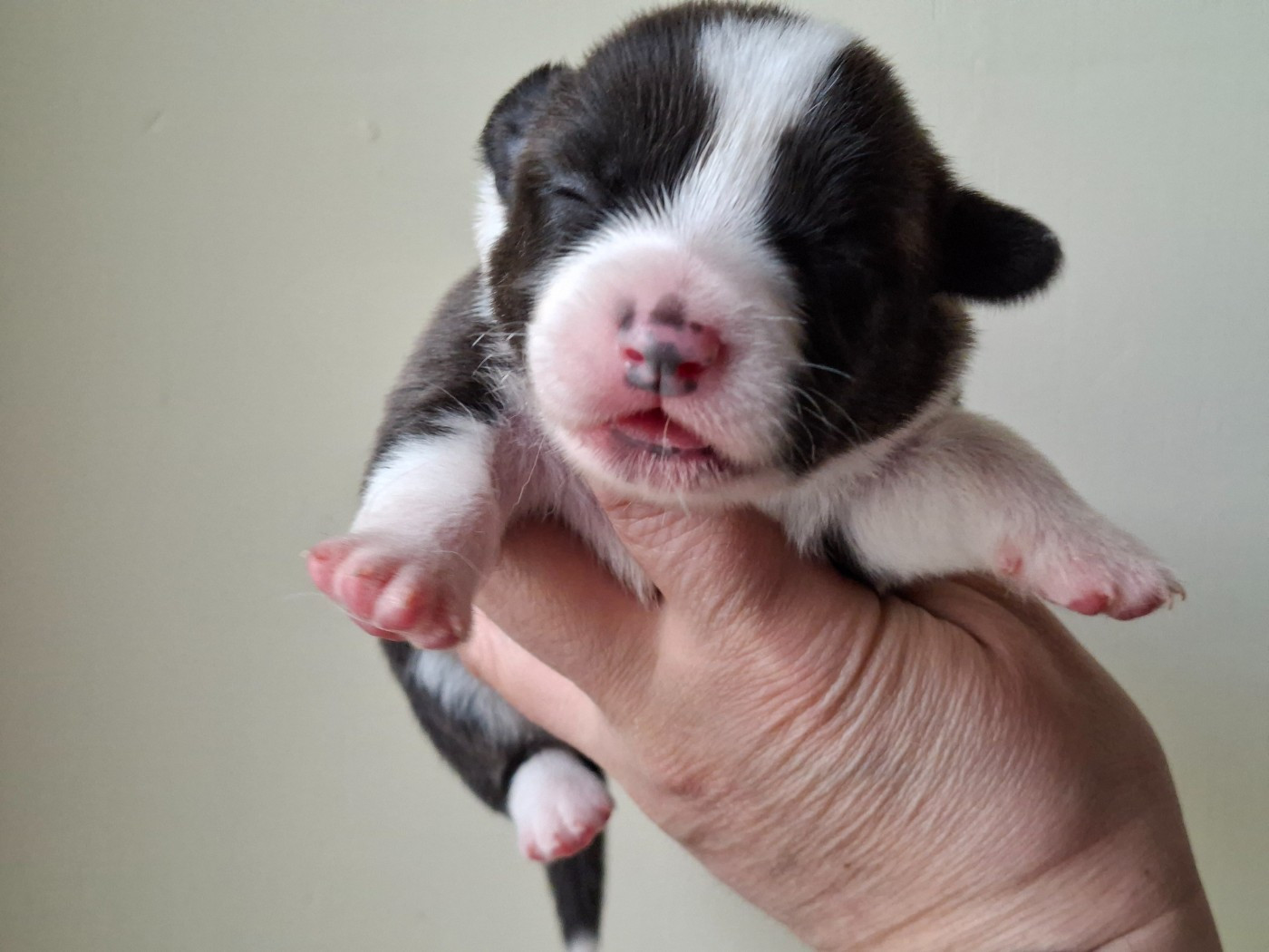 of Skystaff Starbuck - Chiots disponibles - Welsh Corgi Cardigan