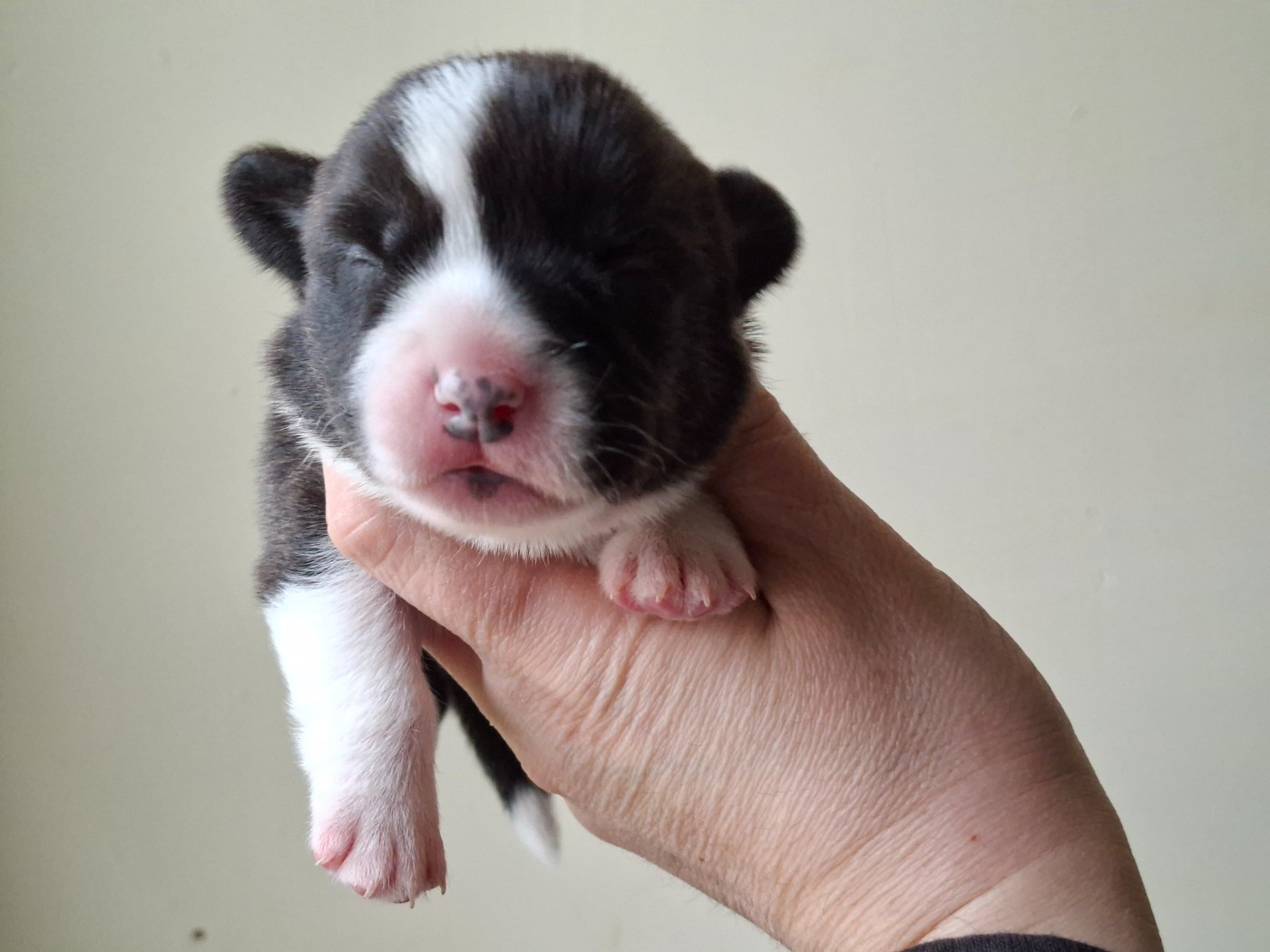 of Skystaff Starbuck - Chiots disponibles - Welsh Corgi Cardigan