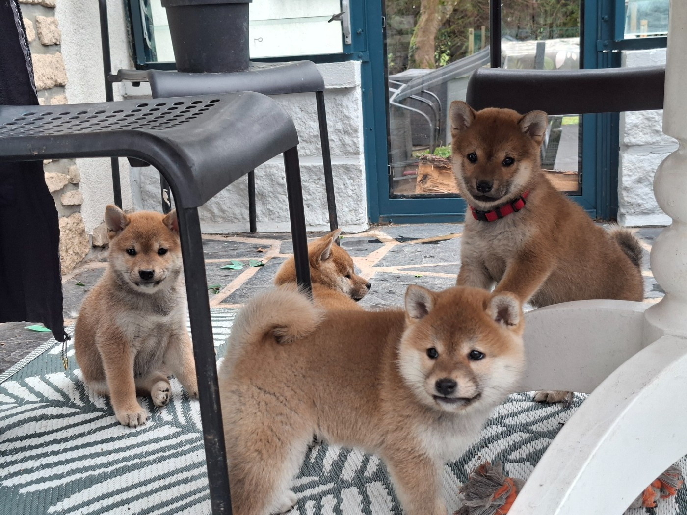 of Skystaff Starbuck - Shiba - Portée née le 19/12/2025