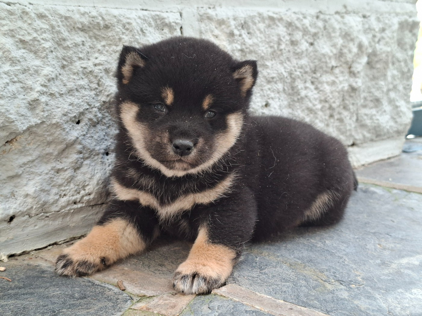 of Skystaff Starbuck - Chiots disponibles - Shiba