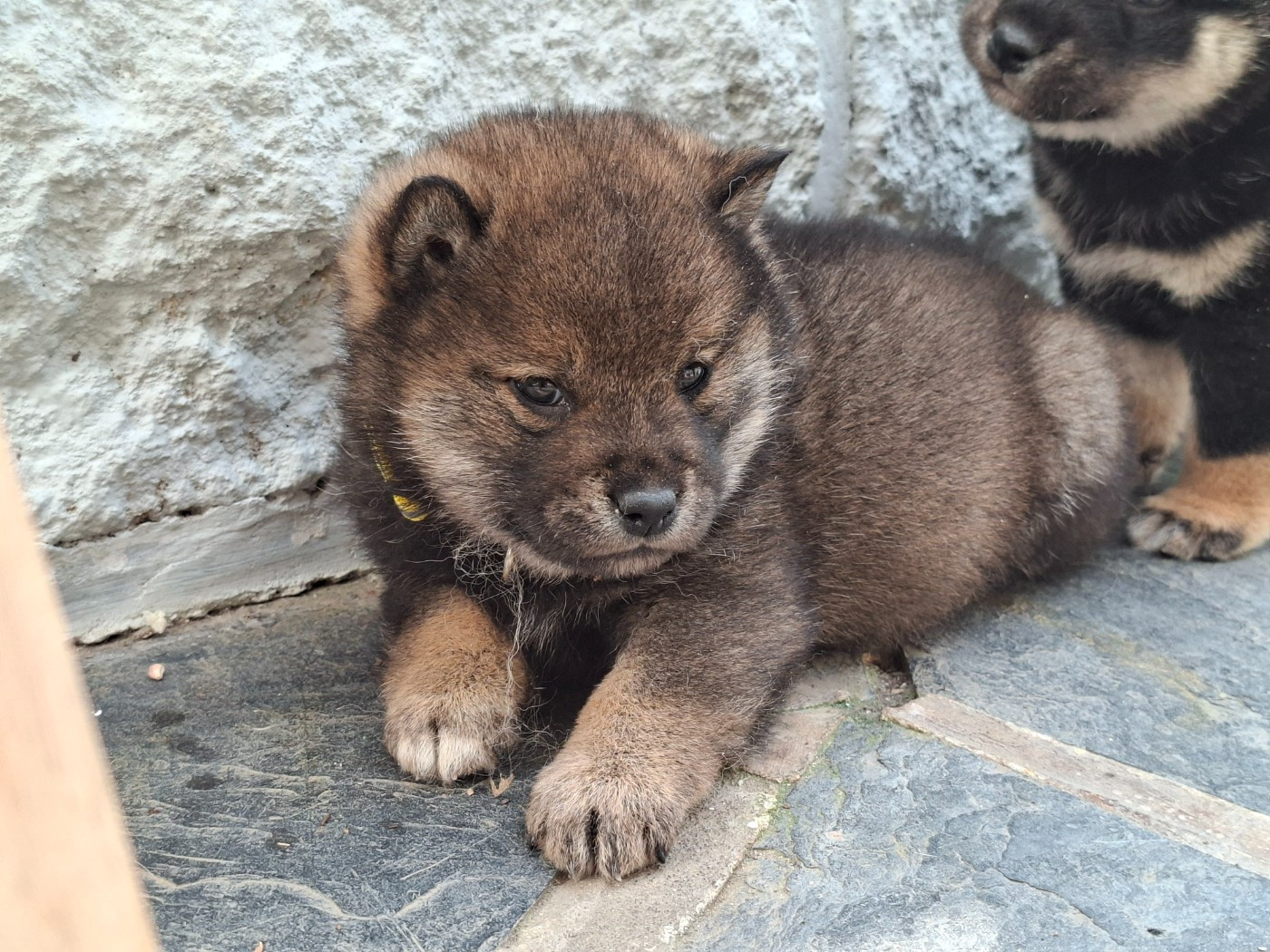 of Skystaff Starbuck - Chiots disponibles - Shiba