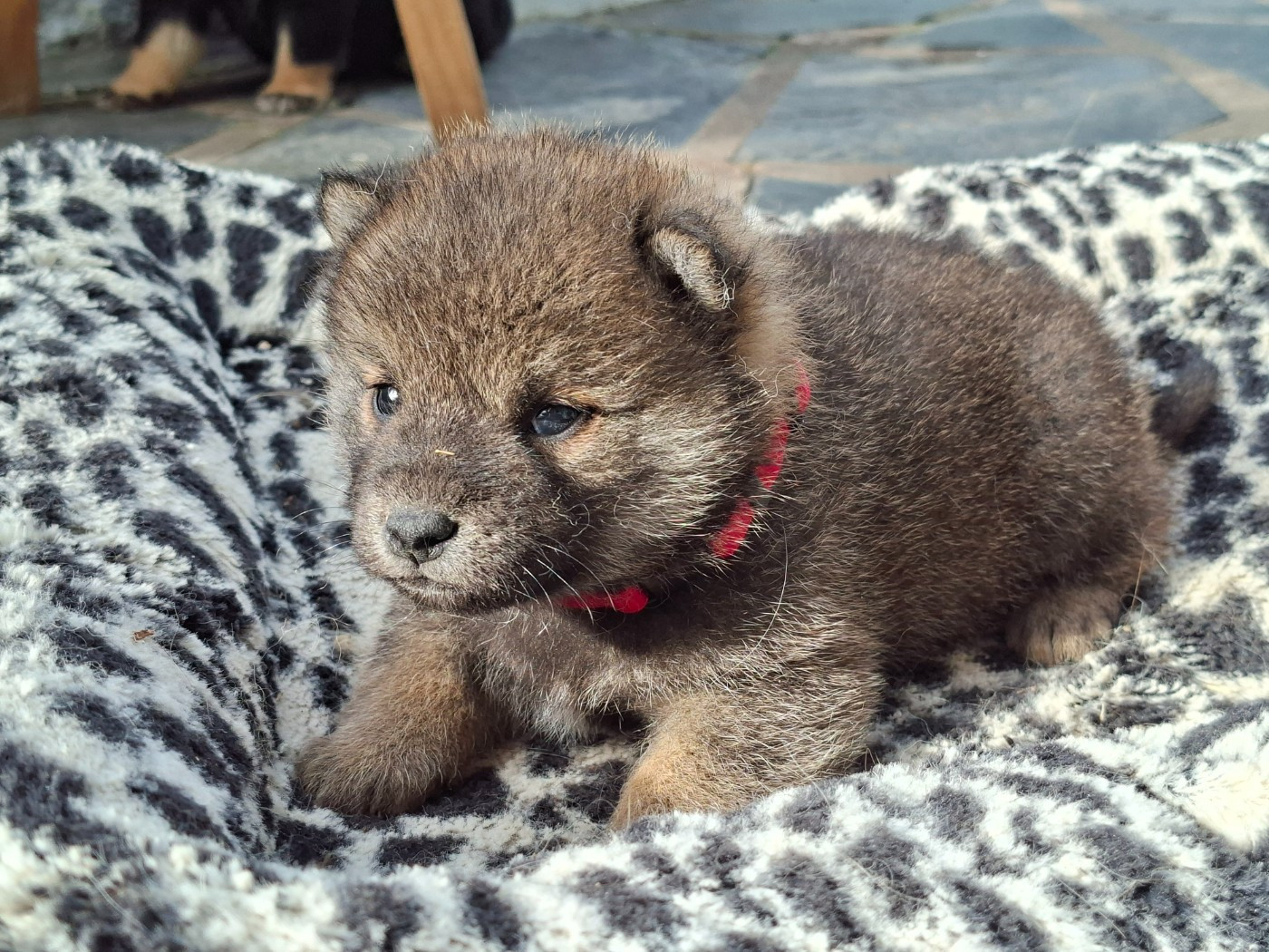 of Skystaff Starbuck - Chiots disponibles - Shiba
