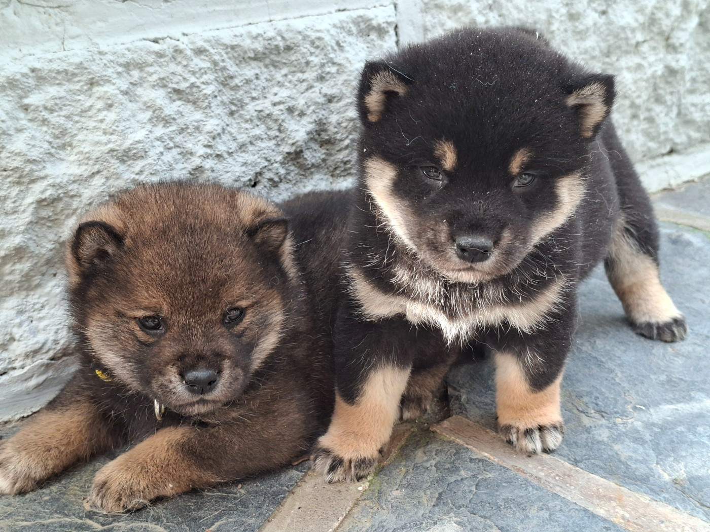 of Skystaff Starbuck - Shiba - Portée née le 28/01/2026