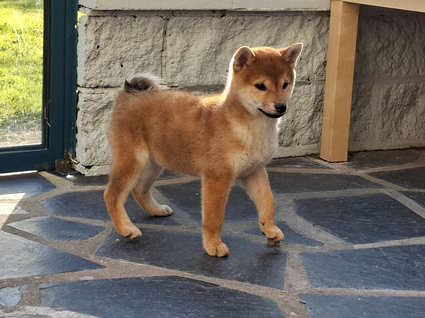 of Skystaff Starbuck - Chiots disponibles - Shiba
