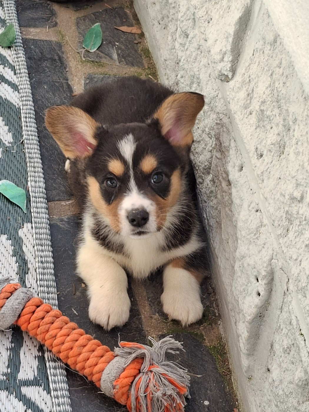 of Skystaff Starbuck - Chiots disponibles - Welsh Corgi Cardigan