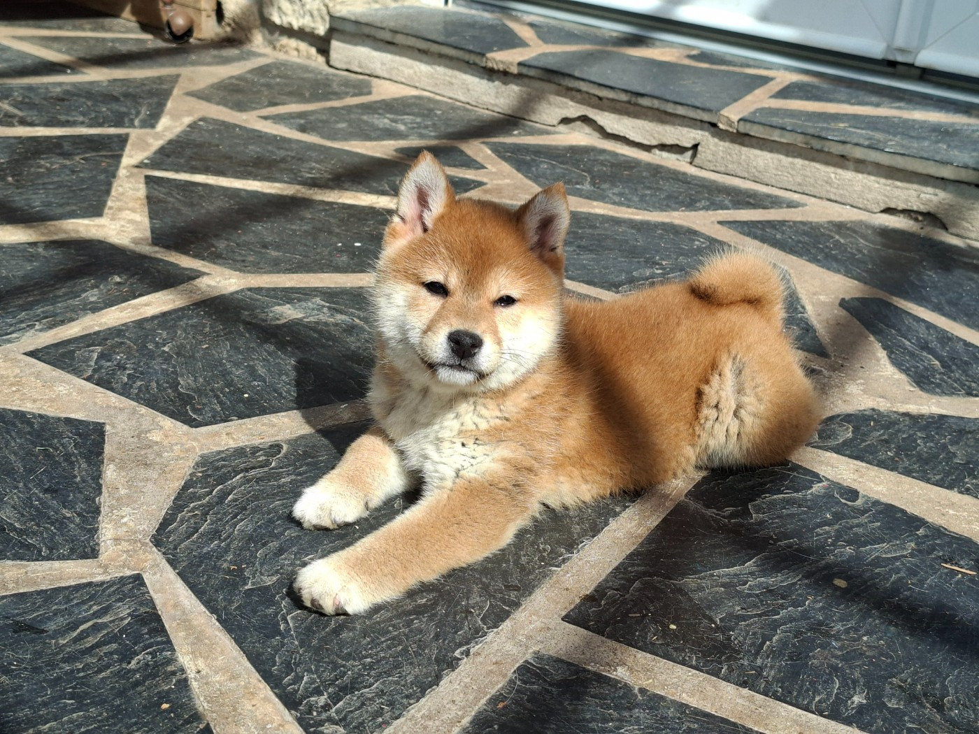 of Skystaff Starbuck - Chiots disponibles - Shiba