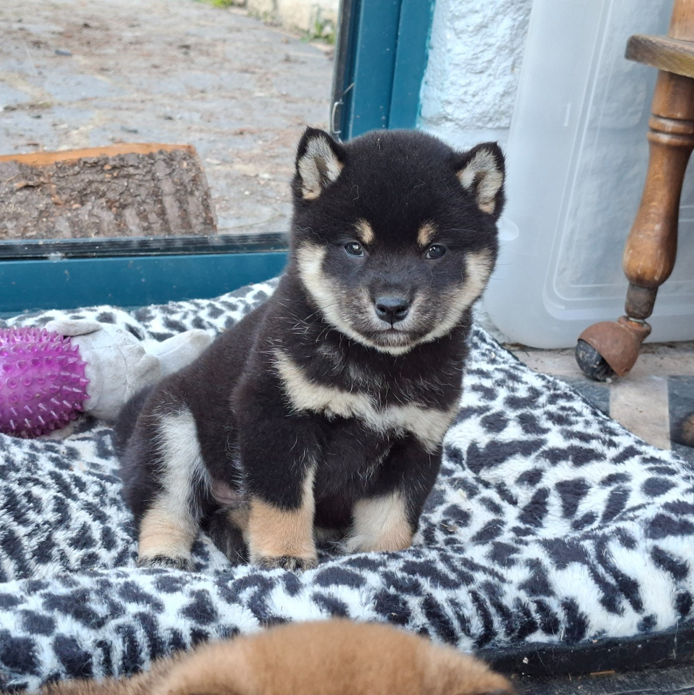 of Skystaff Starbuck - Chiots disponibles - Shiba