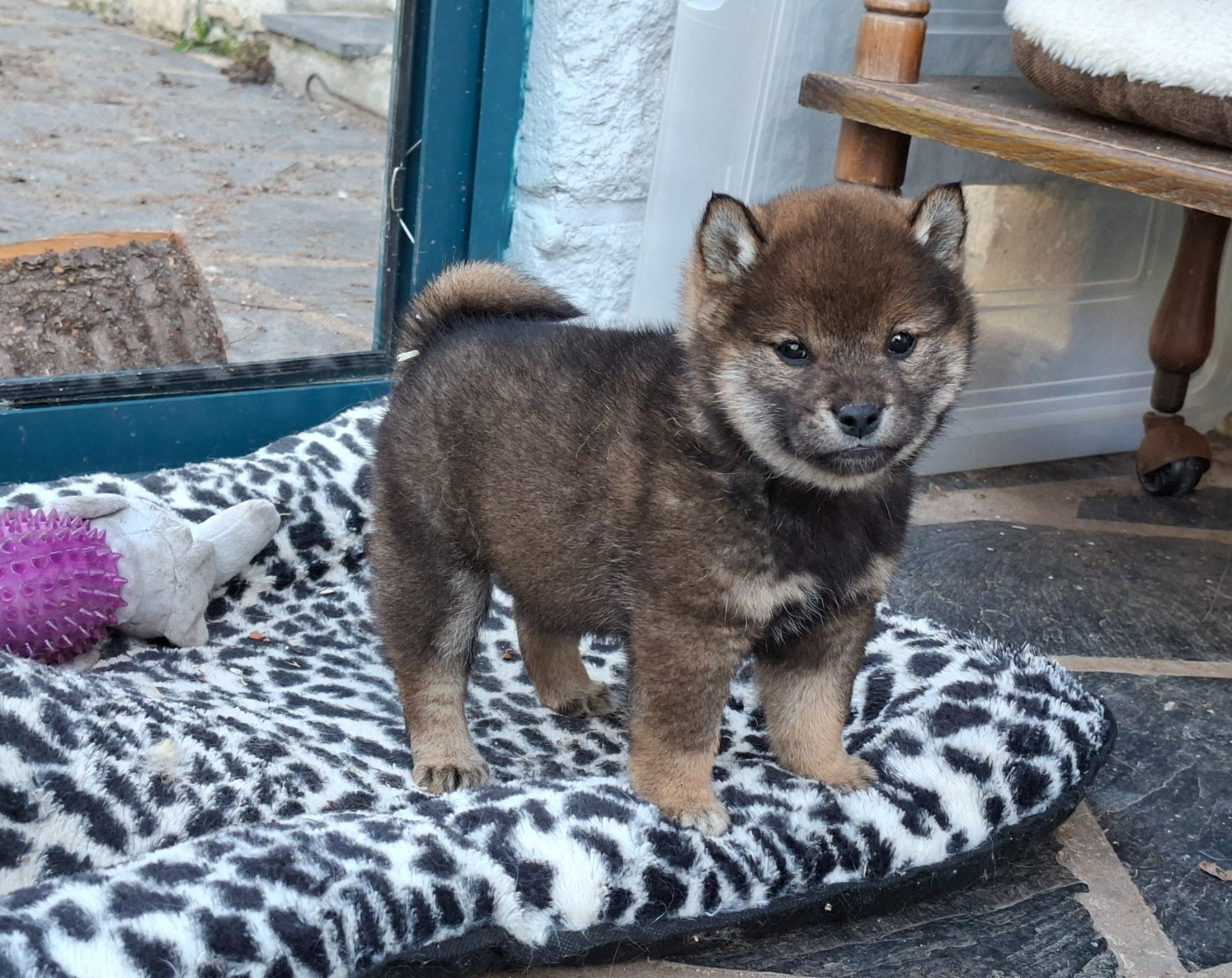 of Skystaff Starbuck - Chiots disponibles - Shiba