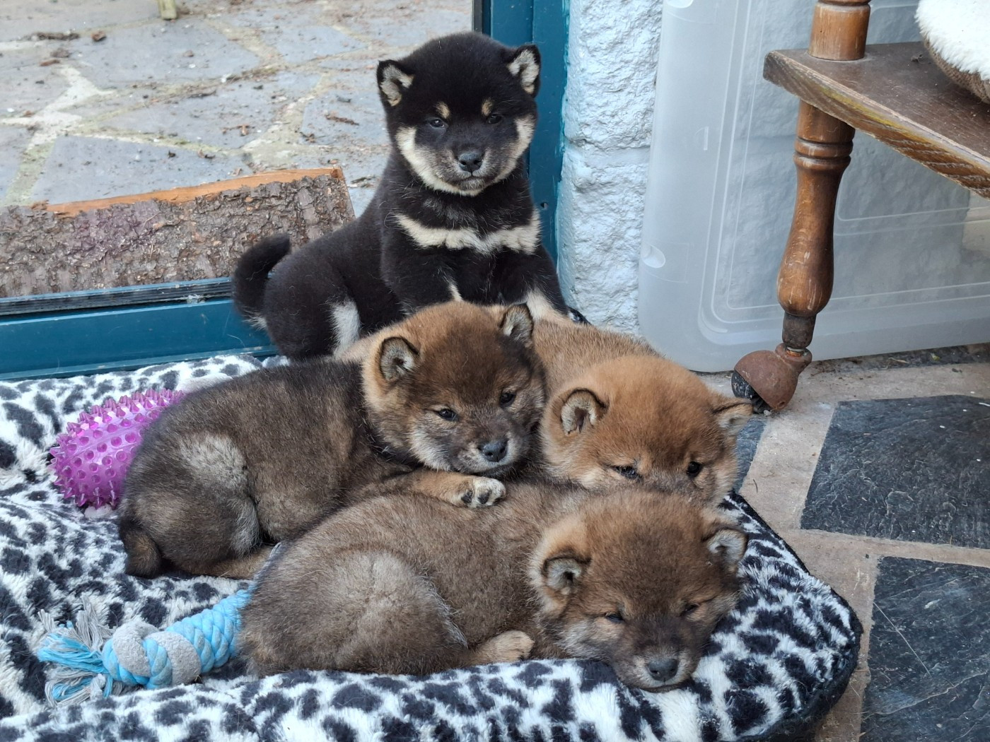 Chiot Shiba of Skystaff Starbuck