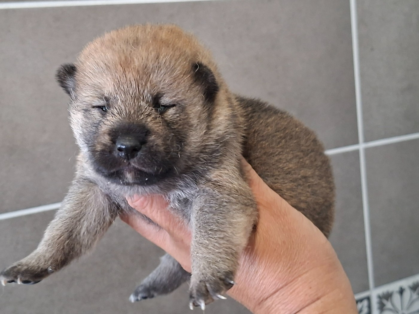of Skystaff Starbuck - Chiots disponibles - Shiba