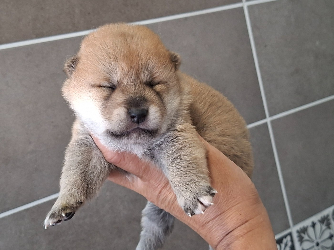 of Skystaff Starbuck - Chiots disponibles - Shiba