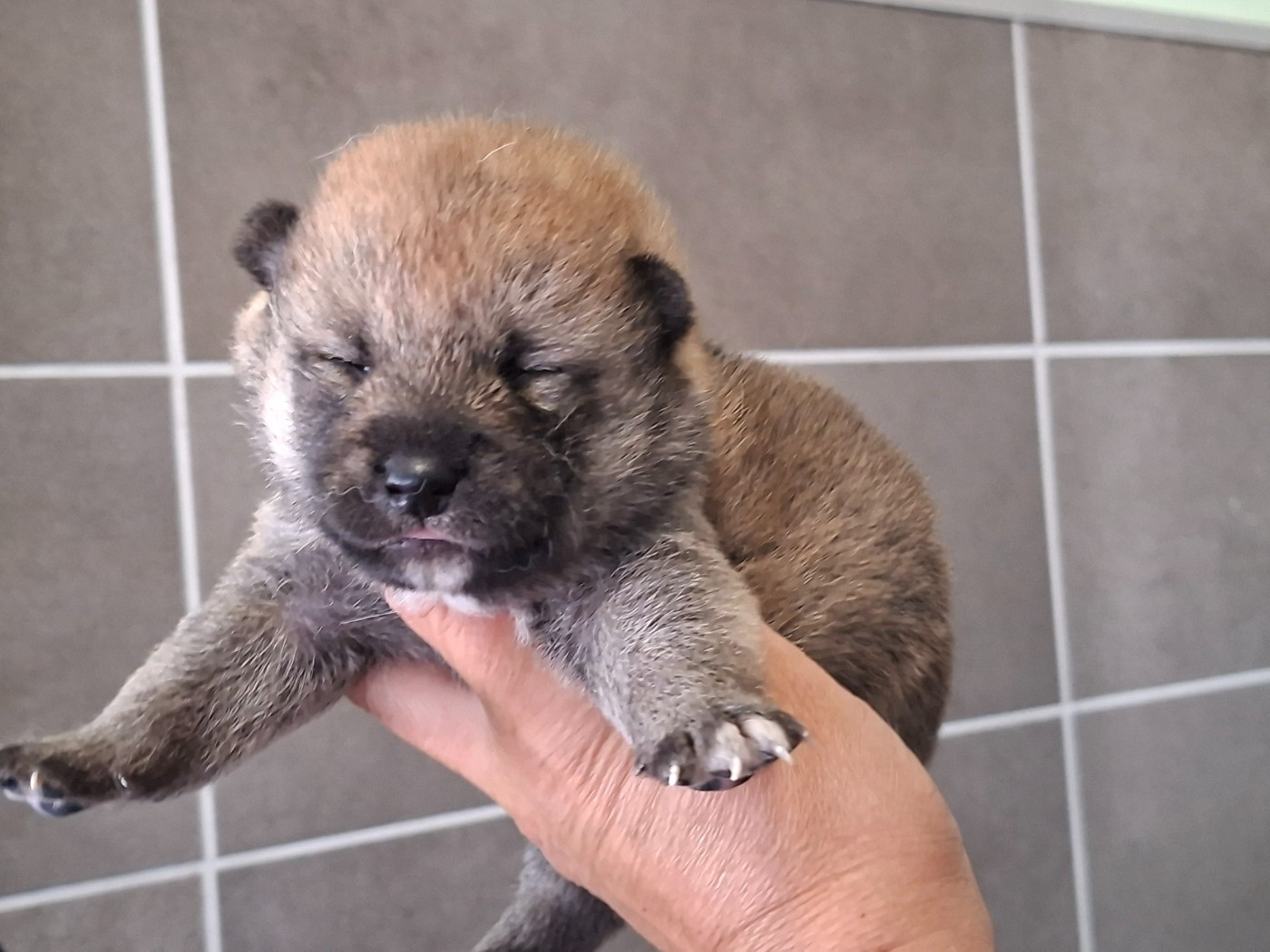 of Skystaff Starbuck - Chiots disponibles - Shiba