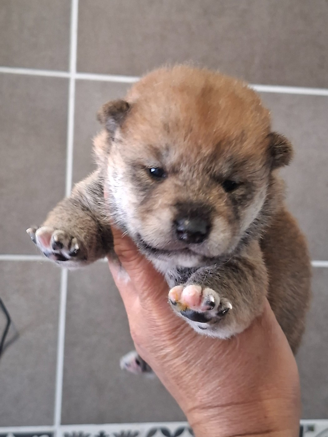 of Skystaff Starbuck - Chiots disponibles - Shiba