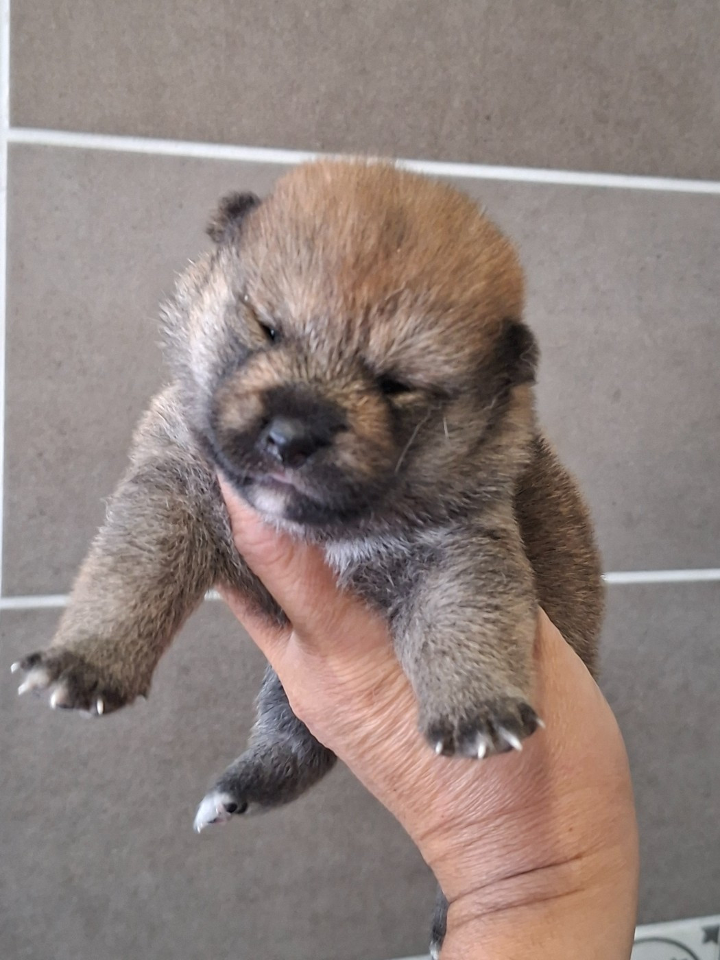 of Skystaff Starbuck - Chiots disponibles - Shiba