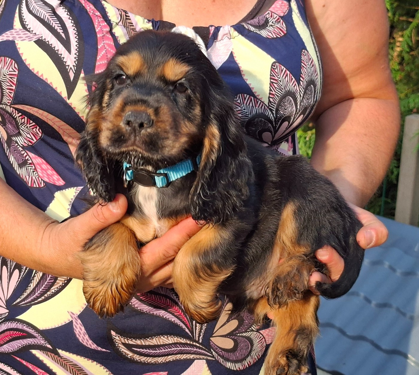 of Skystaff Starbuck - Chiots disponibles - Cocker Spaniel Anglais