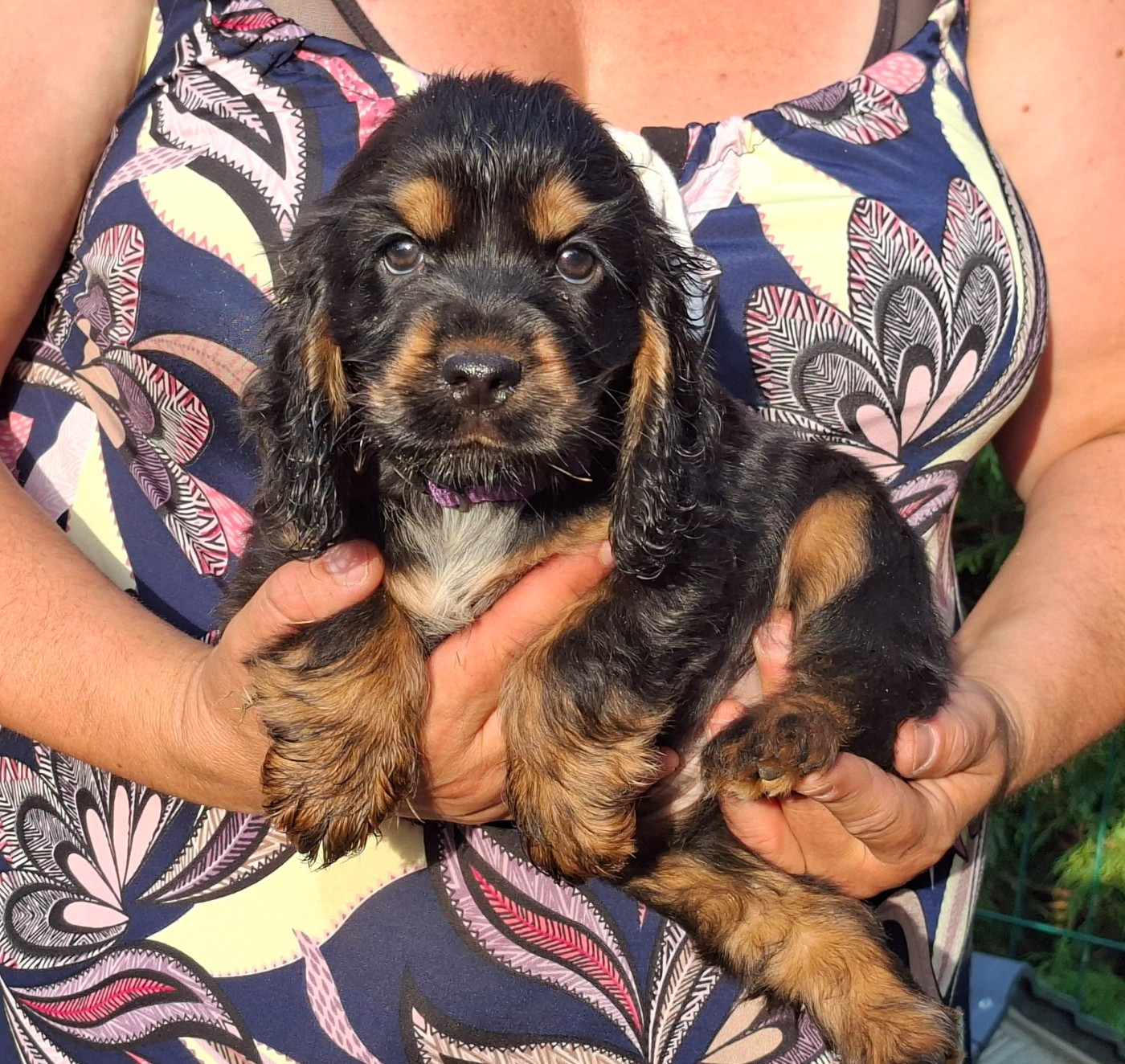 of Skystaff Starbuck - Chiots disponibles - Cocker Spaniel Anglais