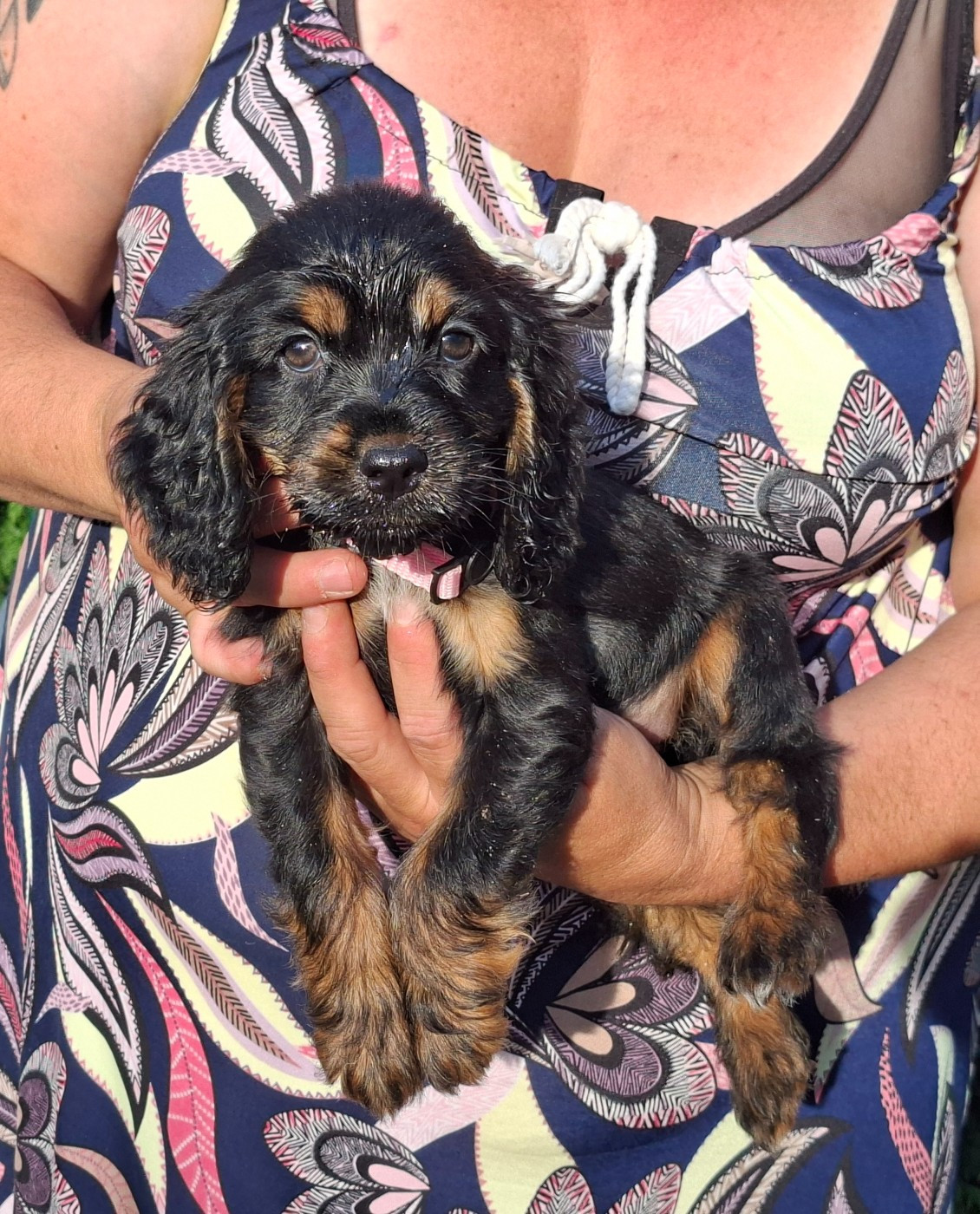 of Skystaff Starbuck - Chiots disponibles - Cocker Spaniel Anglais