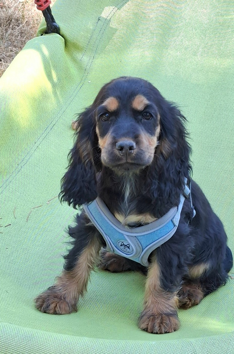 of Skystaff Starbuck - Chiots disponibles - Cocker Spaniel Anglais