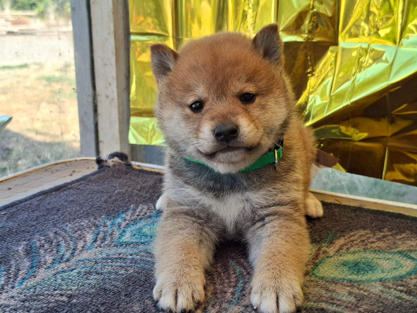 of Skystaff Starbuck - Chiots disponibles - Shiba