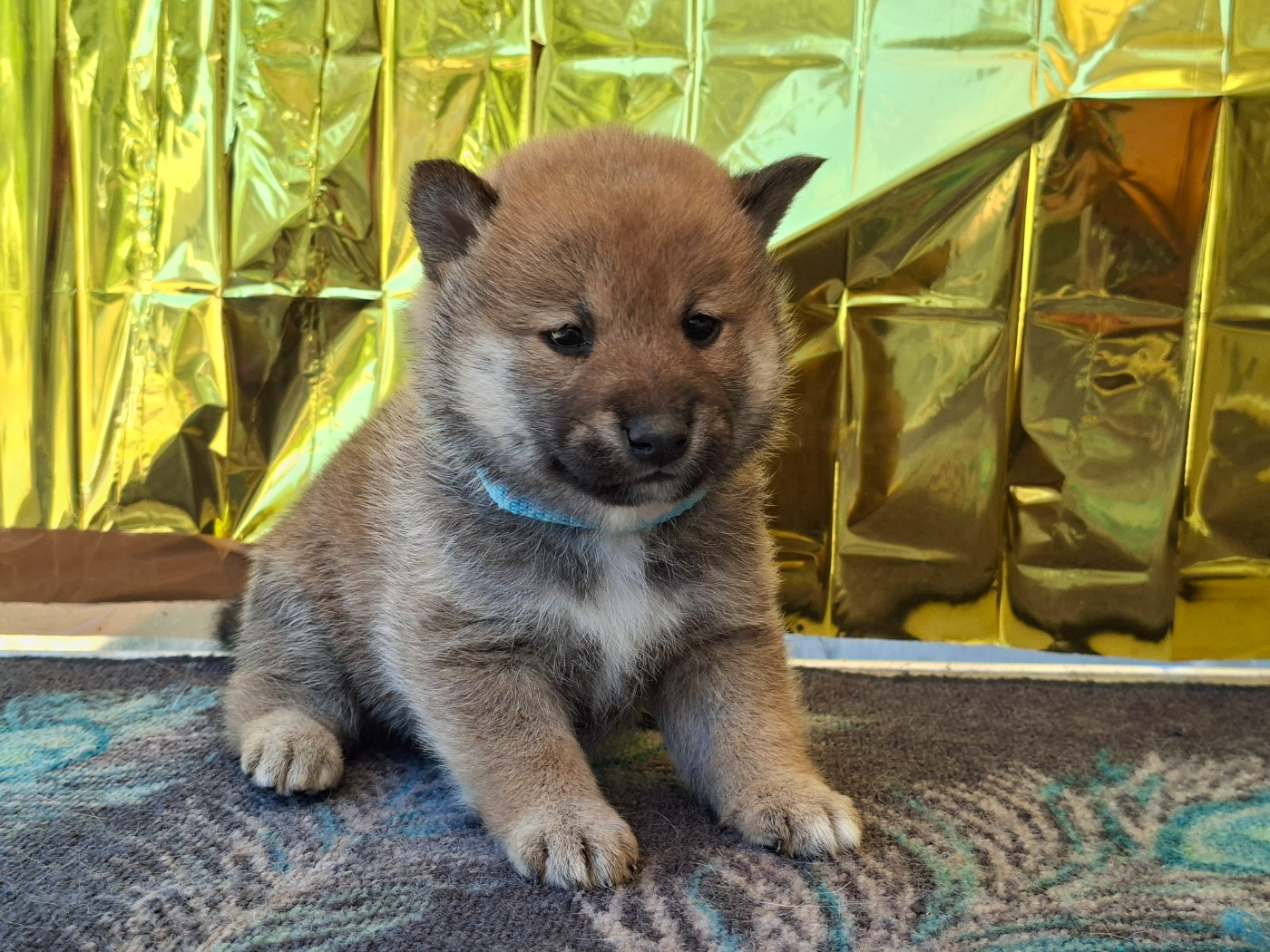 of Skystaff Starbuck - Chiots disponibles - Shiba