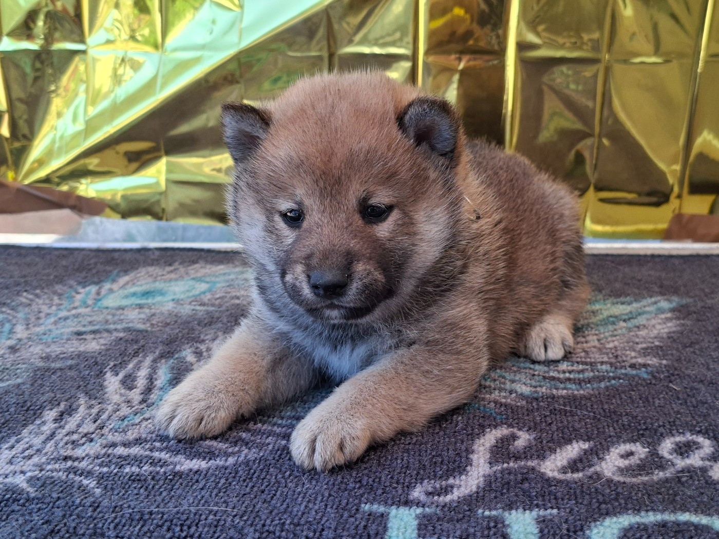 of Skystaff Starbuck - Chiots disponibles - Shiba