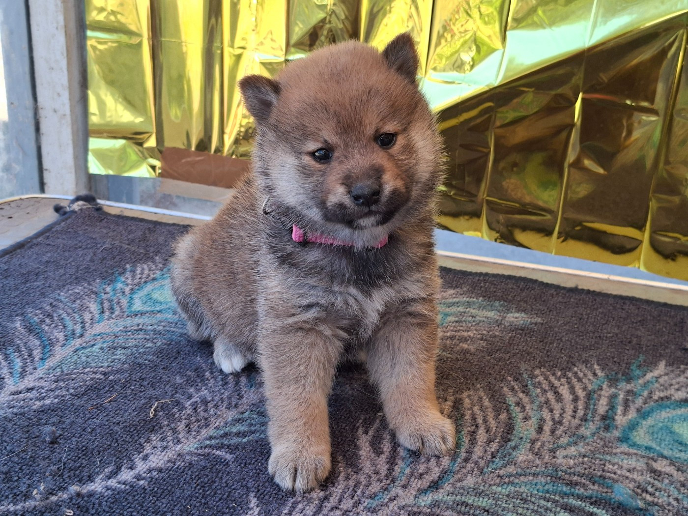 of Skystaff Starbuck - Chiots disponibles - Shiba