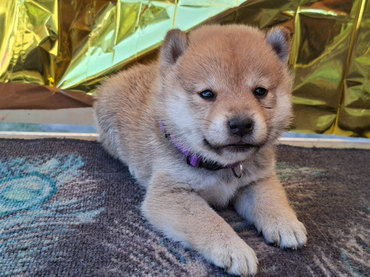 of Skystaff Starbuck - Chiots disponibles - Shiba