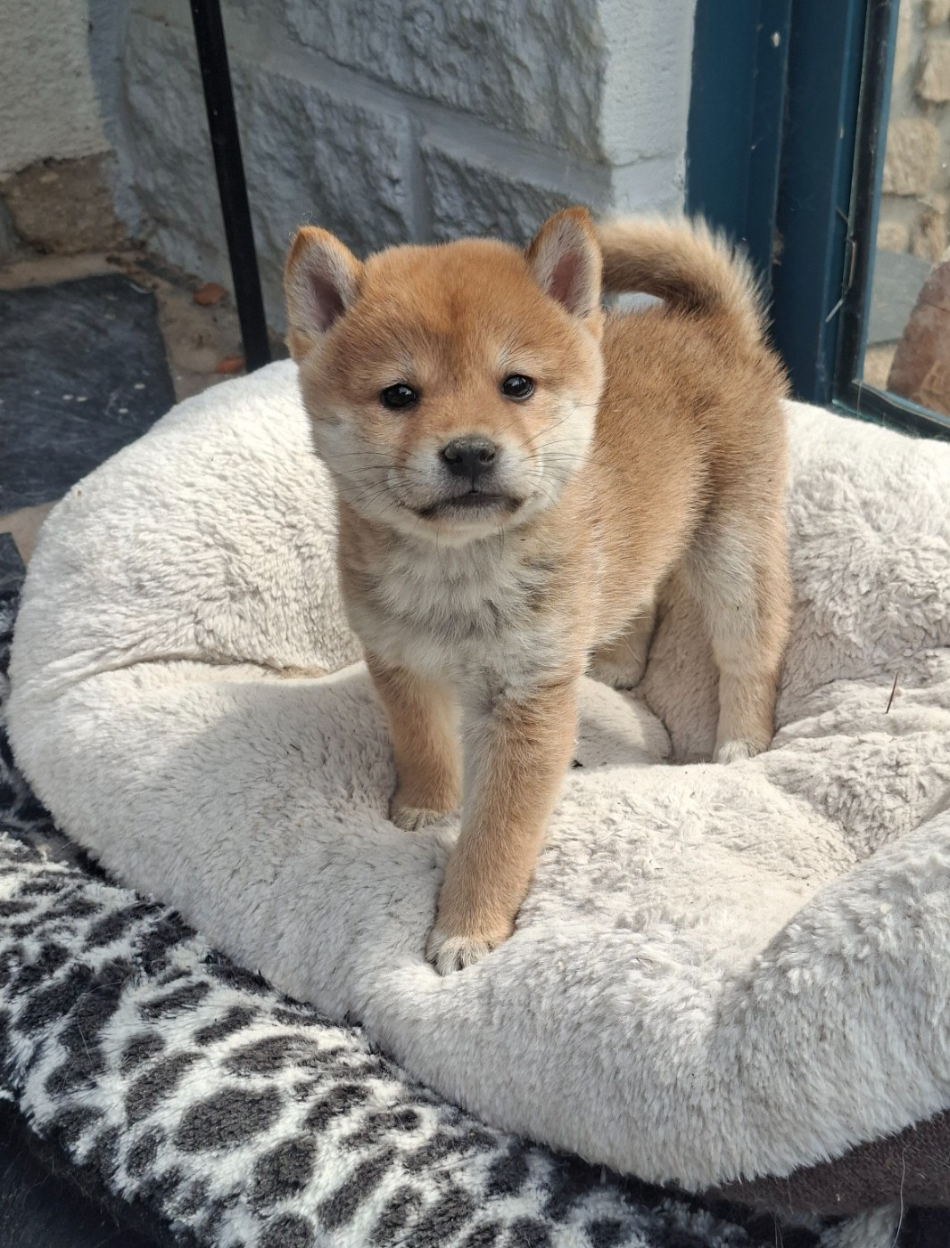 of Skystaff Starbuck - Chiots disponibles - Shiba