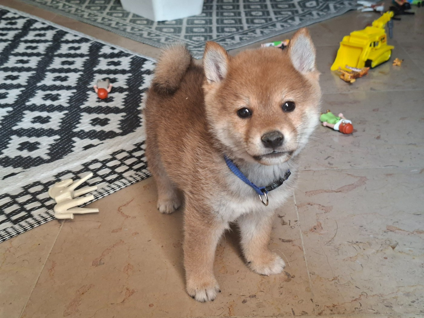 of Skystaff Starbuck - Chiots disponibles - Shiba