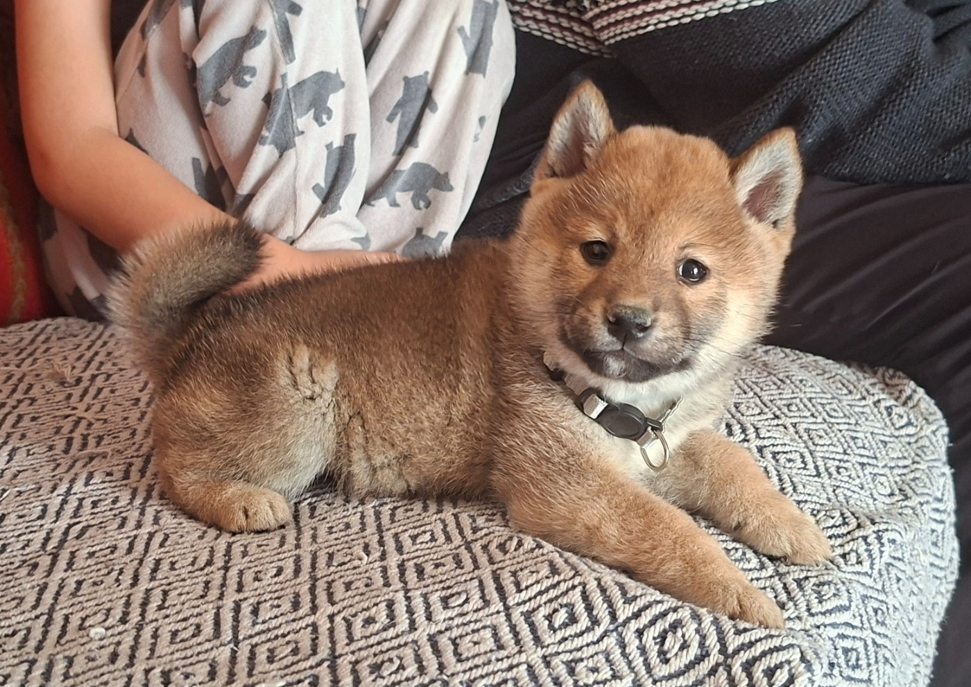 of Skystaff Starbuck - Chiots disponibles - Shiba
