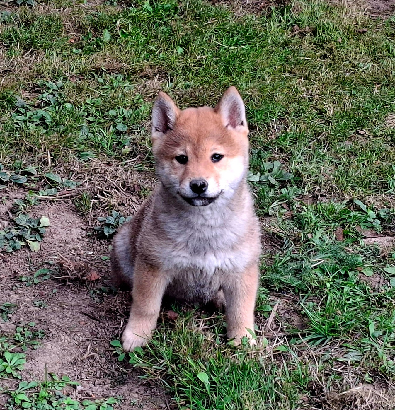 of Skystaff Starbuck - Chiots disponibles - Shiba