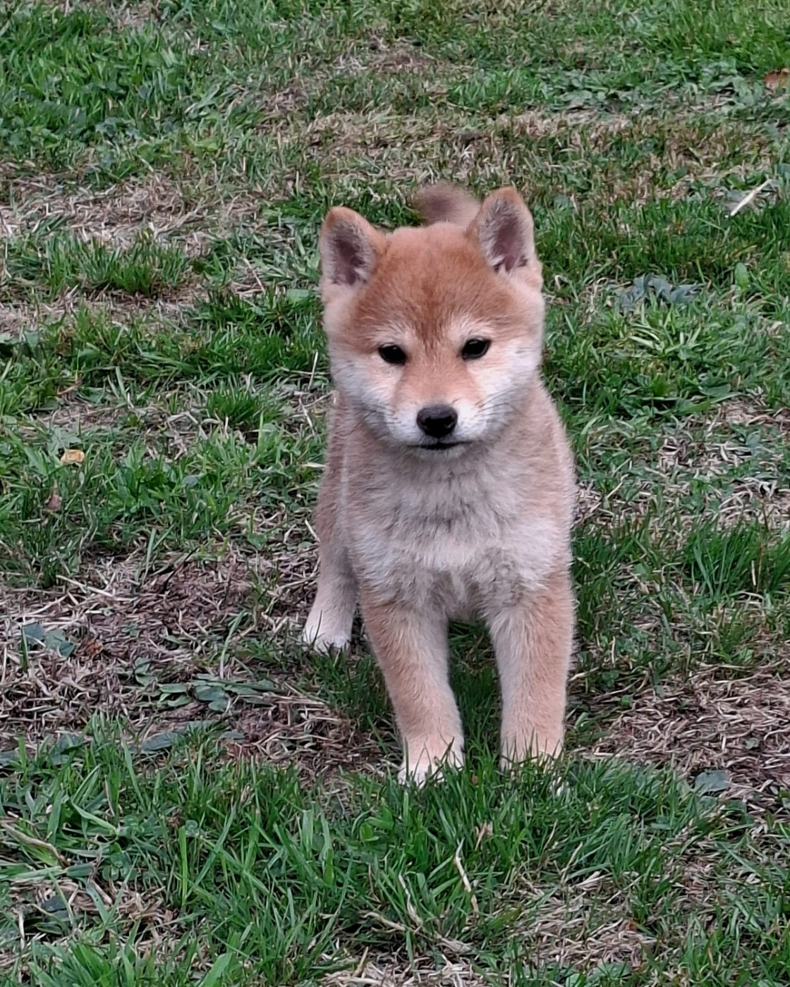 of Skystaff Starbuck - Chiots disponibles - Shiba