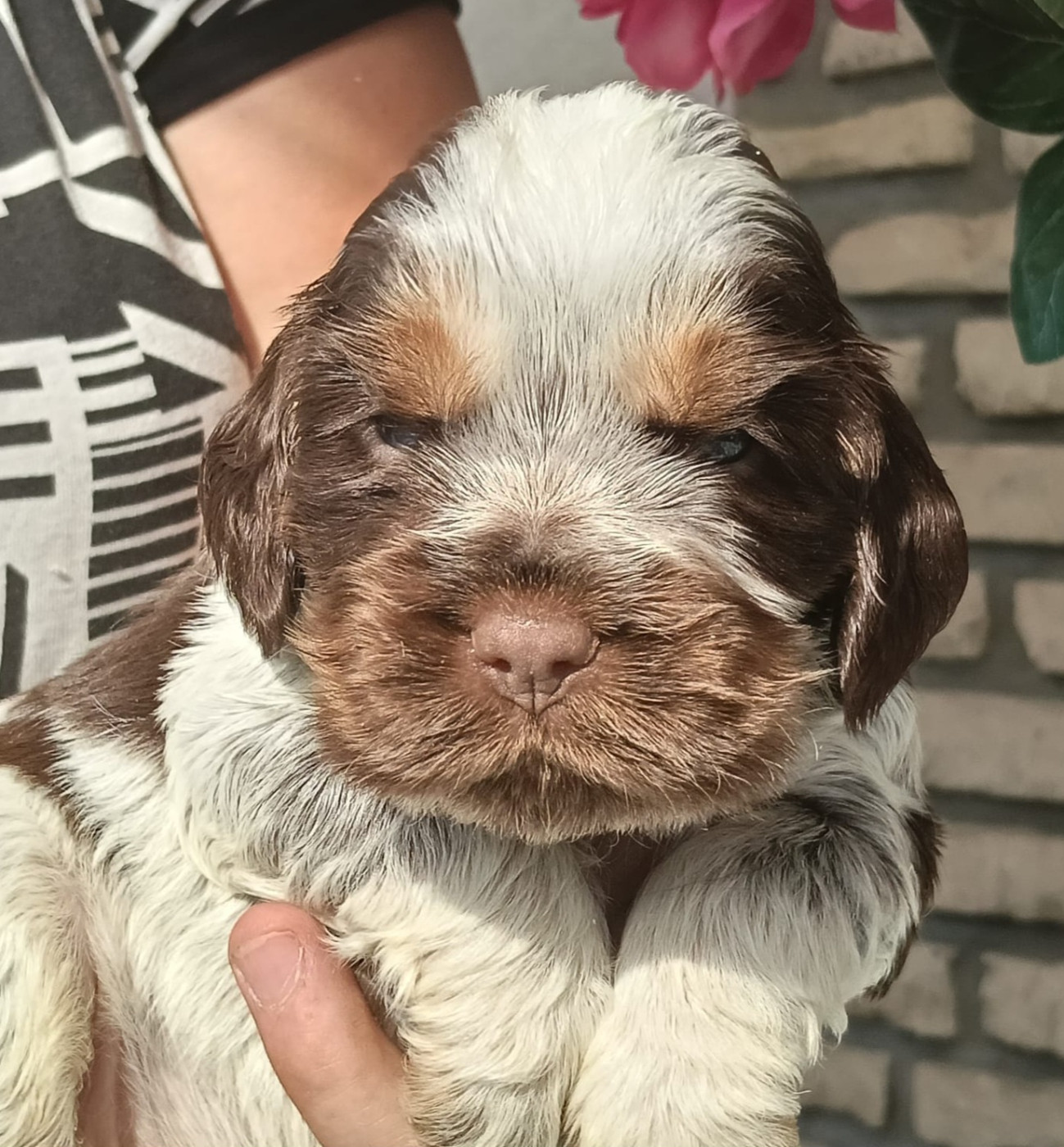 of Skystaff Starbuck - Chiots disponibles - Cocker Spaniel Anglais