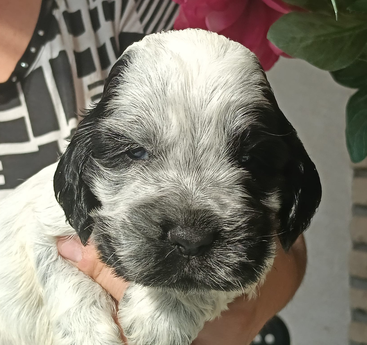 of Skystaff Starbuck - Chiots disponibles - Cocker Spaniel Anglais