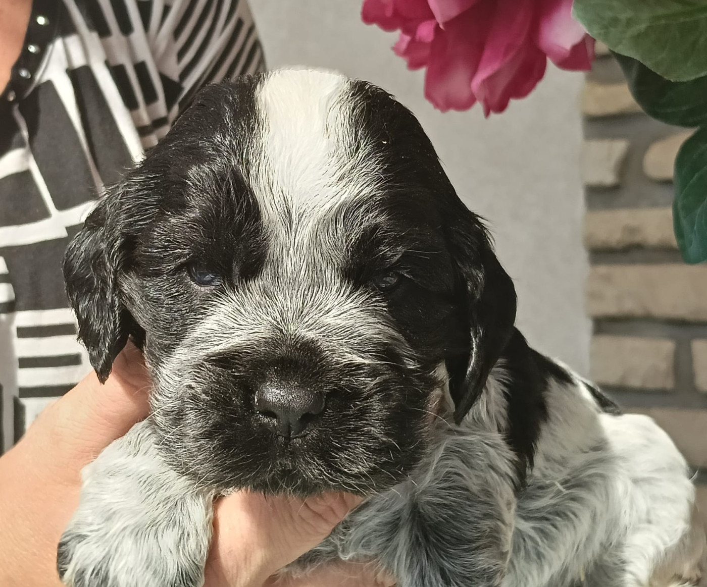 of Skystaff Starbuck - Chiots disponibles - Cocker Spaniel Anglais